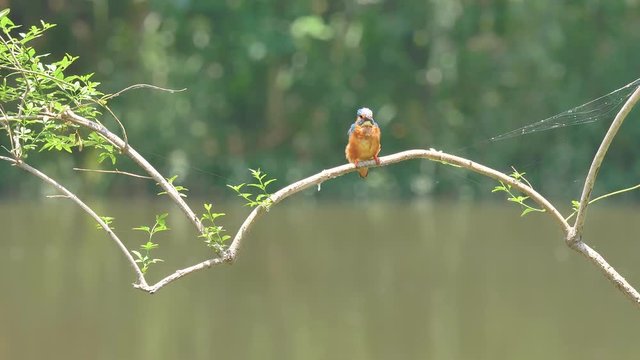 Slow motion movie of the scene that bird Kingfisher (Alcedo atthis) stand on the branch, looking around alertly, it is good at catch fish, 4k footage.