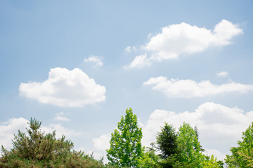 green tree and blue sky