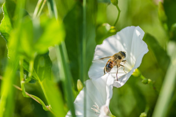 Bee on white flower meadow