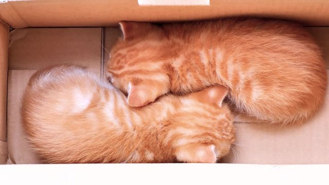 Two adorable ginger baby cats sleeping in box, lovely pets breathe peacefully, 4k footage, slow motion.