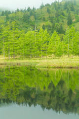 初夏の芳ヶ平の朝