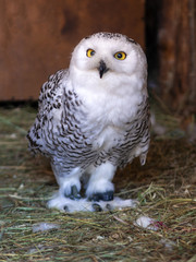 White (polar) owl eats the mouse. The snowy owl is a predator with yellow eyes and white feathers