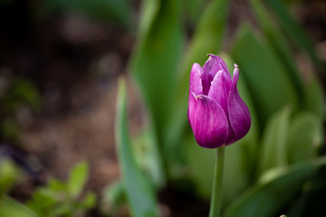 tulip in the garden