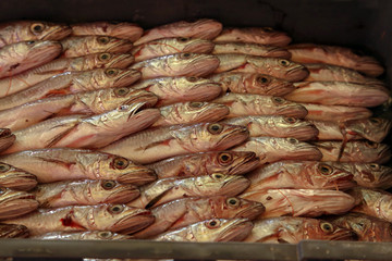 Different sea fish at a fish market in Croatia