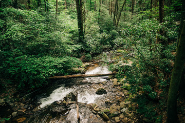 Fototapeta na wymiar North Georgia Water Stream River National Park