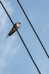 Swallow  bird sitting and resting on electric cables