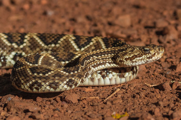 rattlesnake