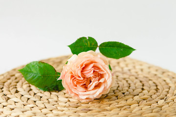 beautiful rose in hand over napkin on white background
