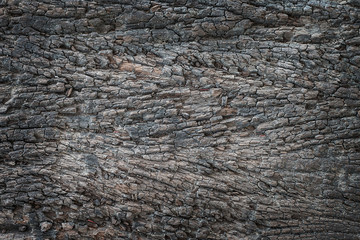 Old Wood Tree Texture Background Pattern.