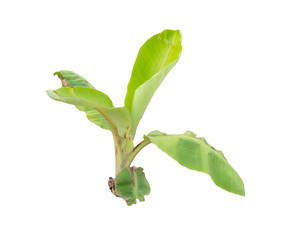 Landscape view of a freshly growing banana orchard.
