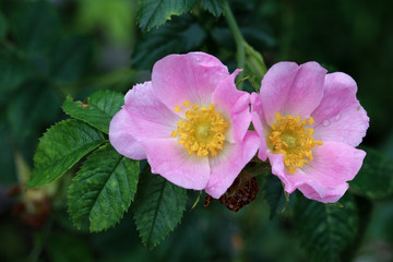 pink flower heads, rosa canina 