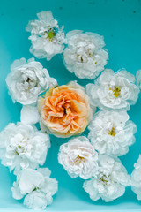 Tenderness floral texture of roses in water on blue background