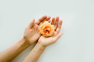 perfect peach rose in hands on white background