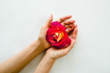 perfect red rose in hands on white background