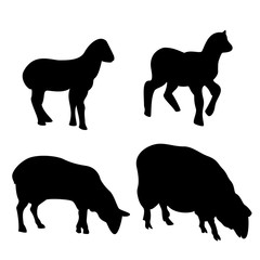 Sheeps silhouette set