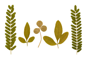 Set of dry pressed leaves of various shapes isolated