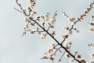 Beautiful flowering apricot tree in spring time