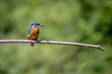 Fototapeta premium Male martin-pêcheur