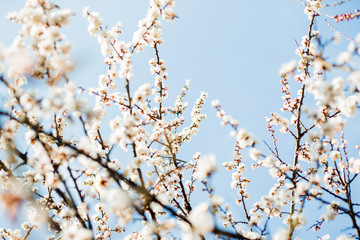 Beautiful flowering apricot tree in spring time