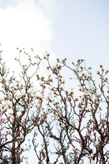 Beautiful flowering magnolia tree in spring time