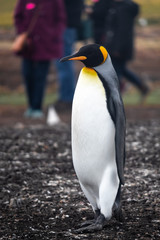 King Penguin, Falkland Island, South America