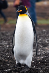 King Penguin, Falkland Island, South America