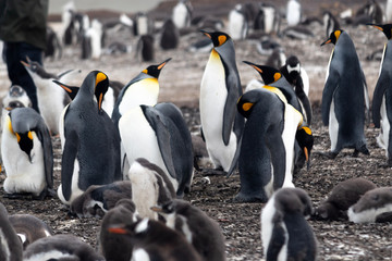 group of King Penguins in the falkland islands