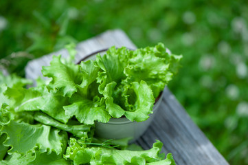 Fresh lettuce leaves, close up,  Organic food , agriculture and hydroponic conccept, rustic style