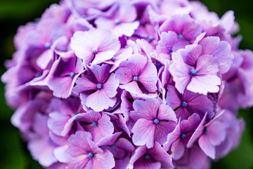 アジサイ（紫色）