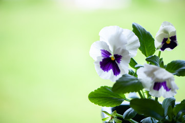 Close up of blue and white pansy flowers or pansies blooming in the garden , space for text