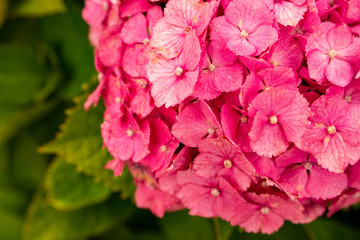 アジサイ（赤色）