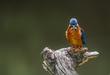Blue-eared Kingfisher on branch on a green background in nature.