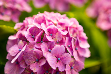 アジサイ（紫色）