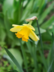 Obraz premium Blooming yellow narcissus.