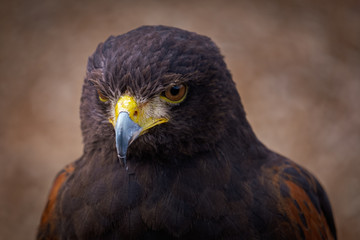 Portrait of Harris Hawk