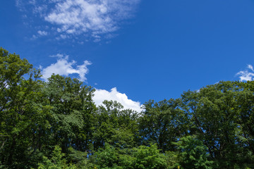 緑の森に青空と白い雲