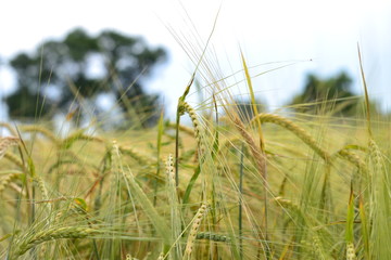 Fototapeta premium Photo of barley ears closeup