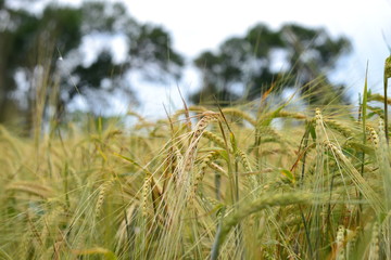 Photo of barley ears closeup