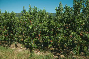 Fototapeta na wymiar Orchard with peach trees laden with ripe fruits