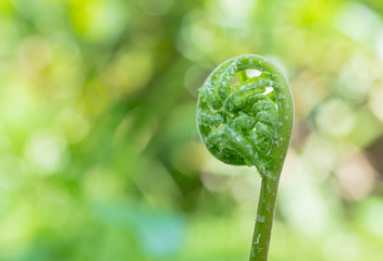 Fresh green fern leaves in the forest.