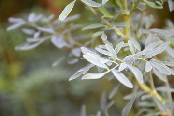 Organic ruta graveolens