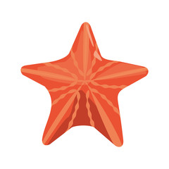 starfish wildlife on white background