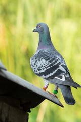 full body of speed racing pigeon bird with  check feather pattern  standing against green blur background