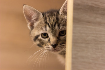 Sad kitty peeking around the corner