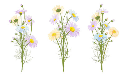 Set of Chamomile (Daisy) bouquets, white flowers, buds, green leaves, stems. Realistic botanical sketch on white background for design, hand draw illustration in vintage style, vector