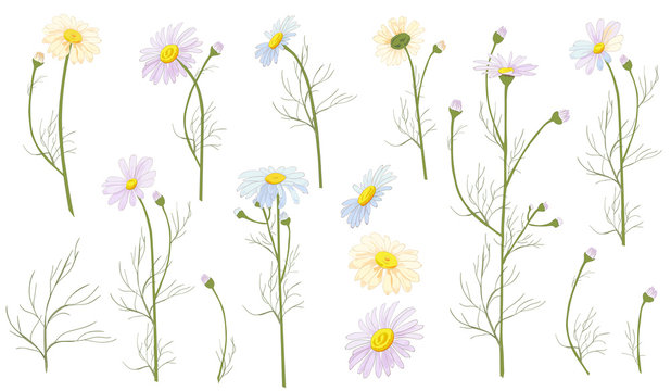 Set of Chamomile (Daisy), white flowers, buds, green leaves, stems. Realistic botanical sketch on white background for design, hand draw illustration in vintage style, vector