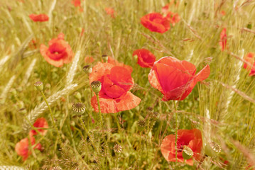 Mohn