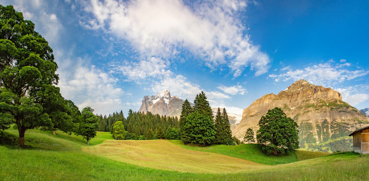 Swiss beauty, meadow in Grindelwald valley, under Wetterhorn mount, Bernese Oberland, Switzerland, Europe