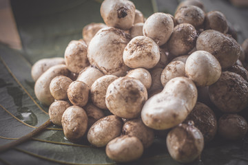 Barometer Earthstars mushroom. ( Astraeus hygrometricus )