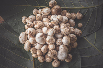 Barometer Earthstars mushroom. ( Astraeus hygrometricus )